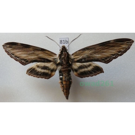 Sphinx kalmiae J.E. Smith, 1797 ex. ovo Canada 83mm81b